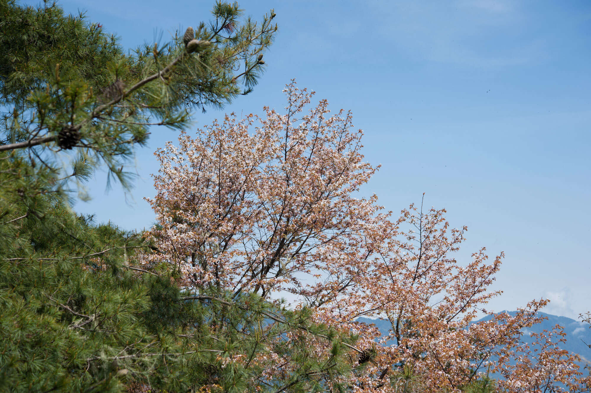 Image de Prunus spachiana (Lavallee ex H. Otto) Kitamura