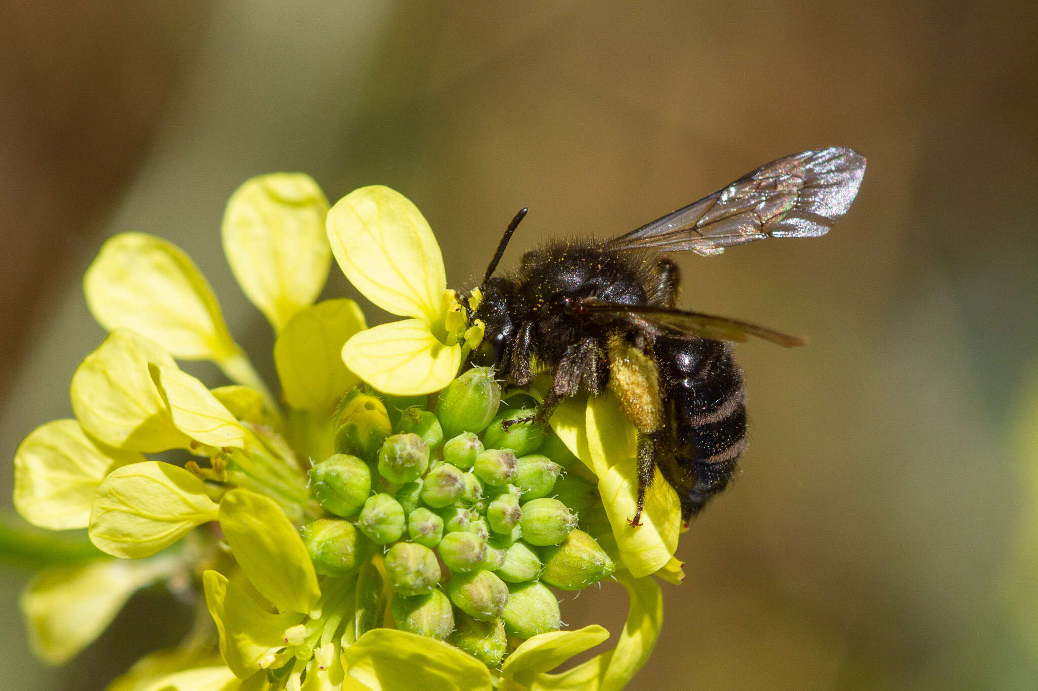 Andrena vulcana Dours 1873 resmi