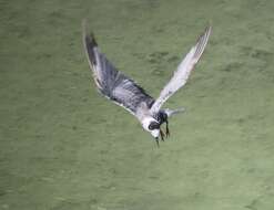 Image of Black Tern