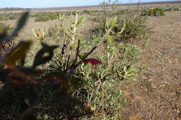 صورة Eremophila glabra subsp. glabra