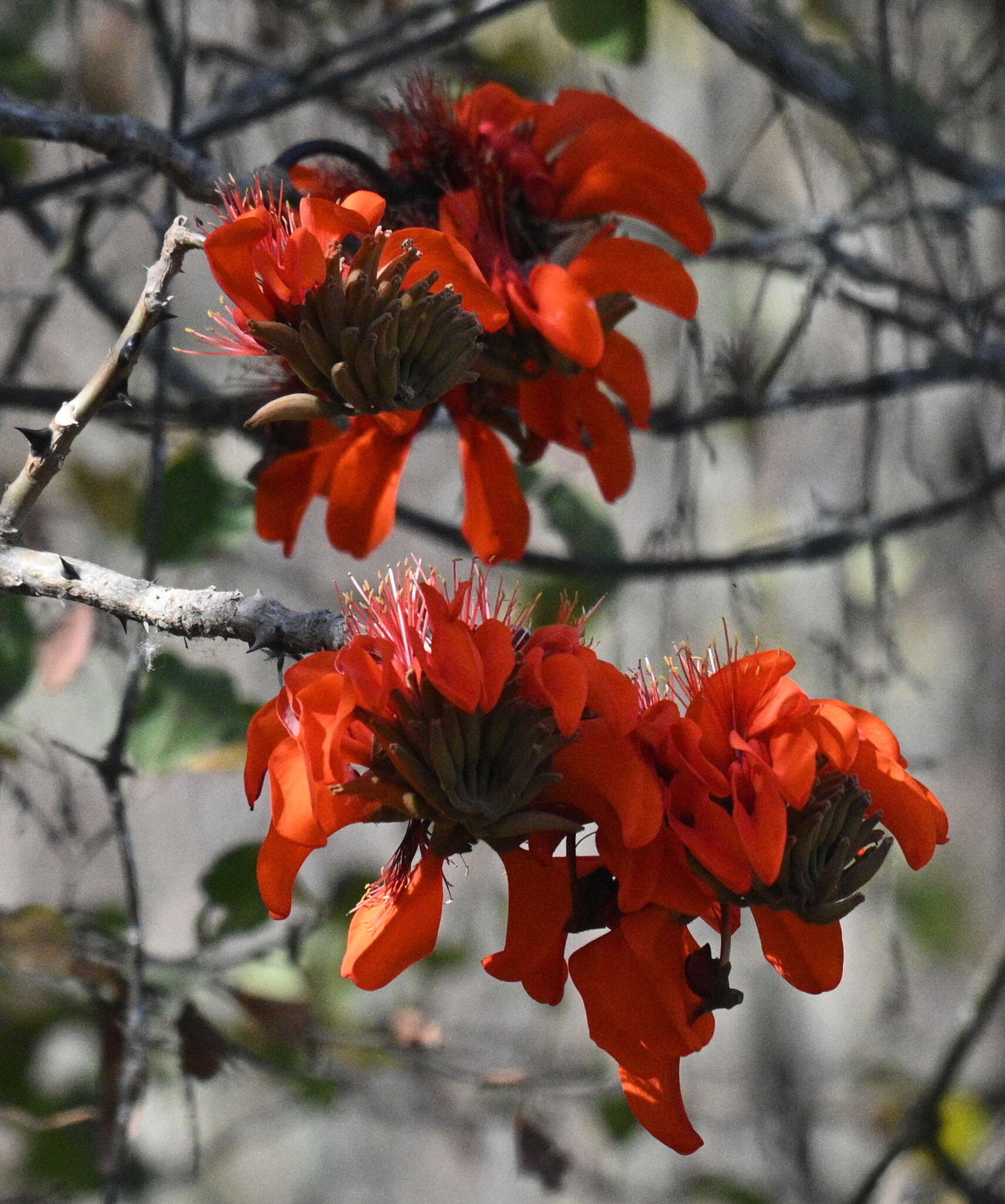 Image of Erythrina velutina Willd.