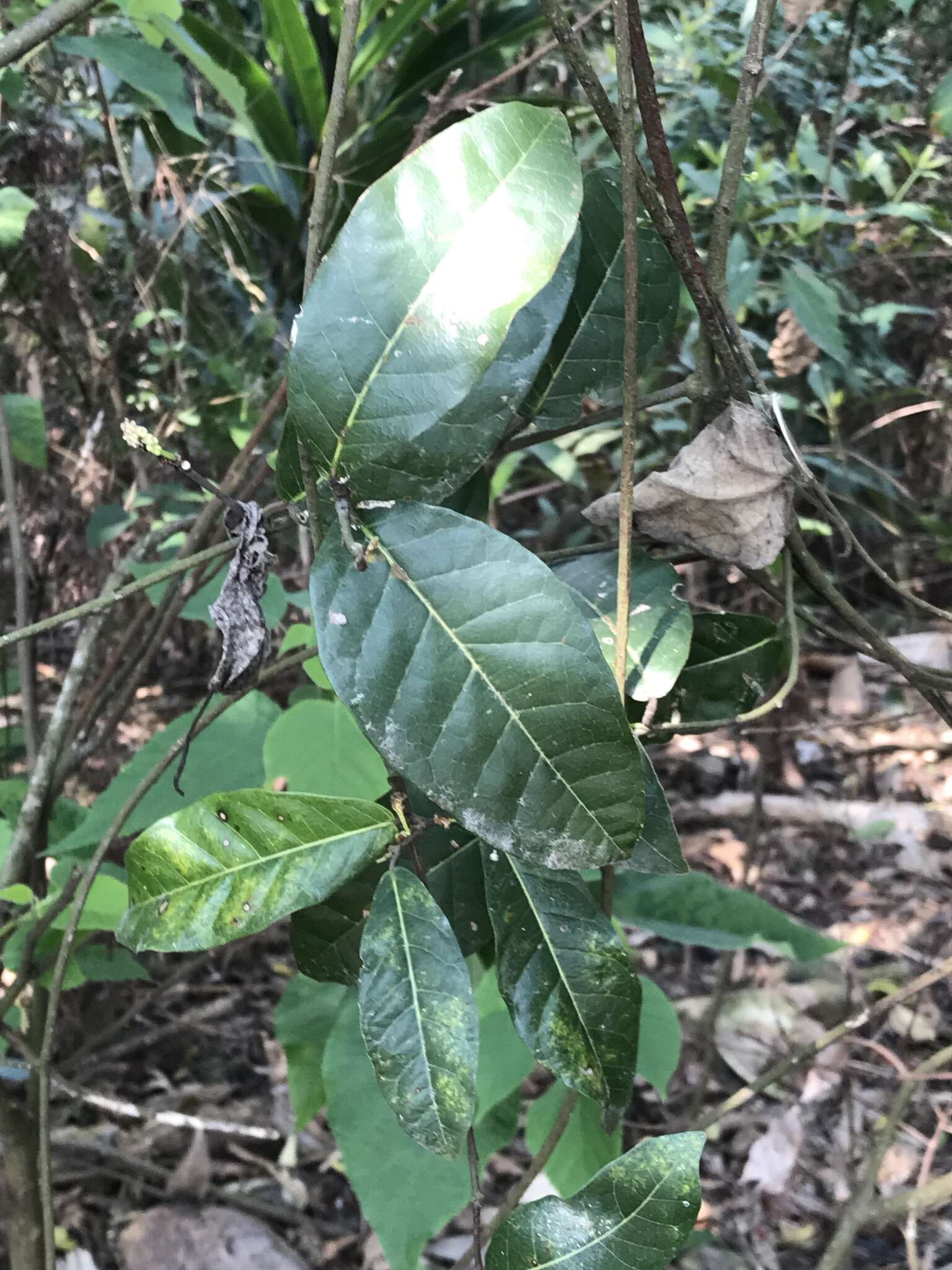 Image of Trophis scandens subsp. scandens