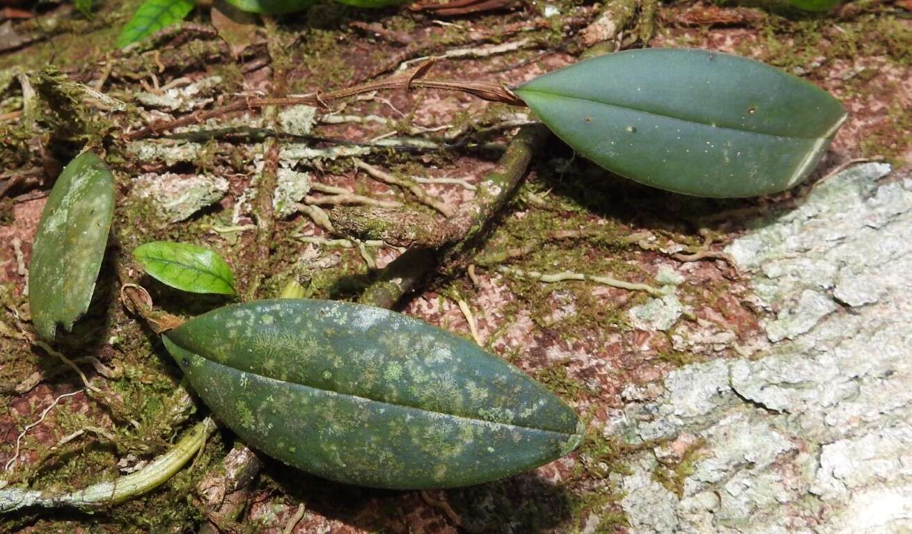 Image of Lepanthes yunckeri Ames