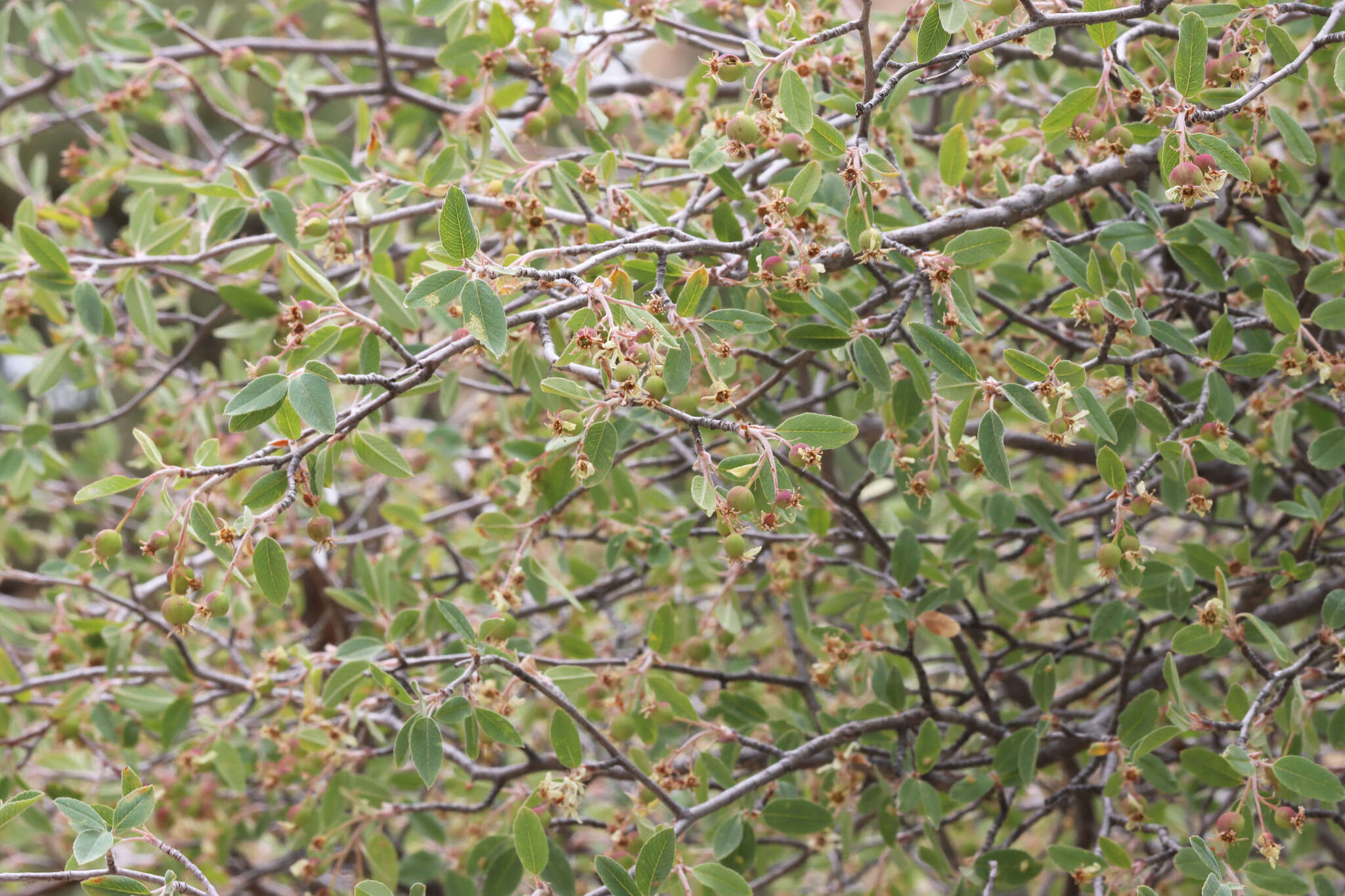 Image of Amelanchier utahensis var. utahensis