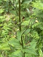 Image of Contarinia scrophulariae Kieffer 1896