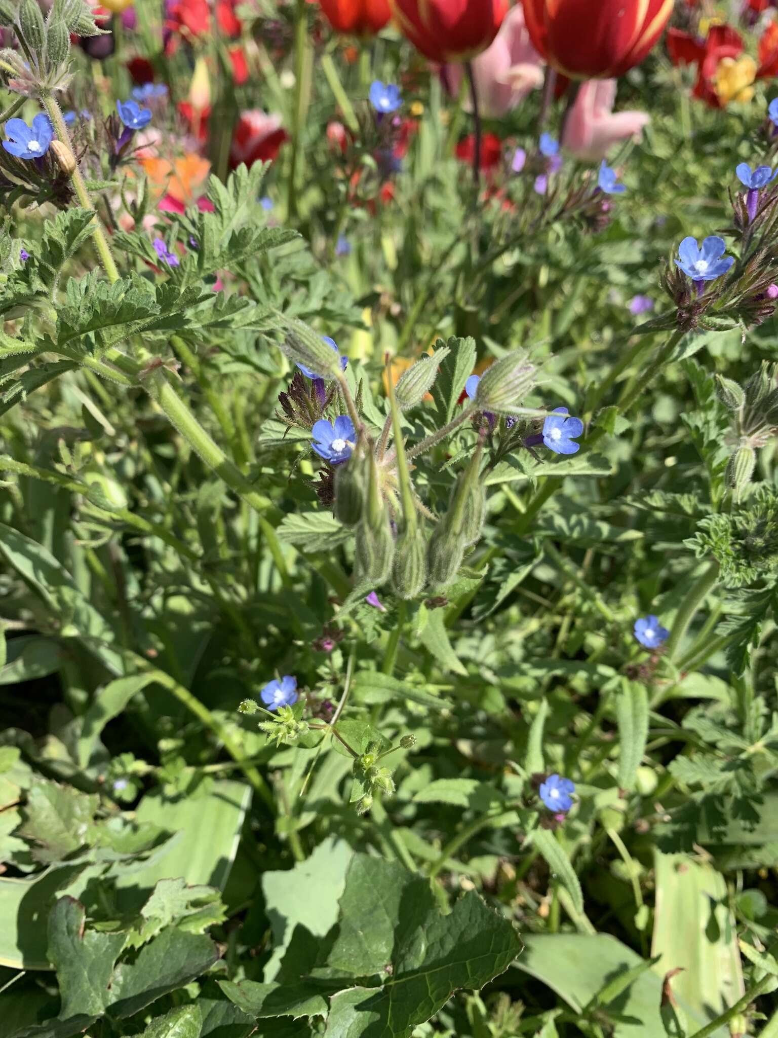 Image of Anchusa thessala Boiss. & Spruner