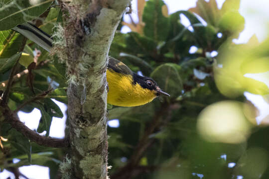 Image of Yellow-crowned Redstart