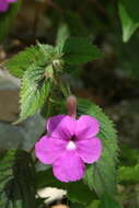 Imagem de Achimenes grandiflora (Schiede) DC.