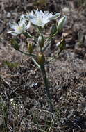 Imagem de Ornithogalum navaschinii Agapova