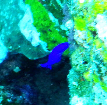 Image of Orchid dottyback