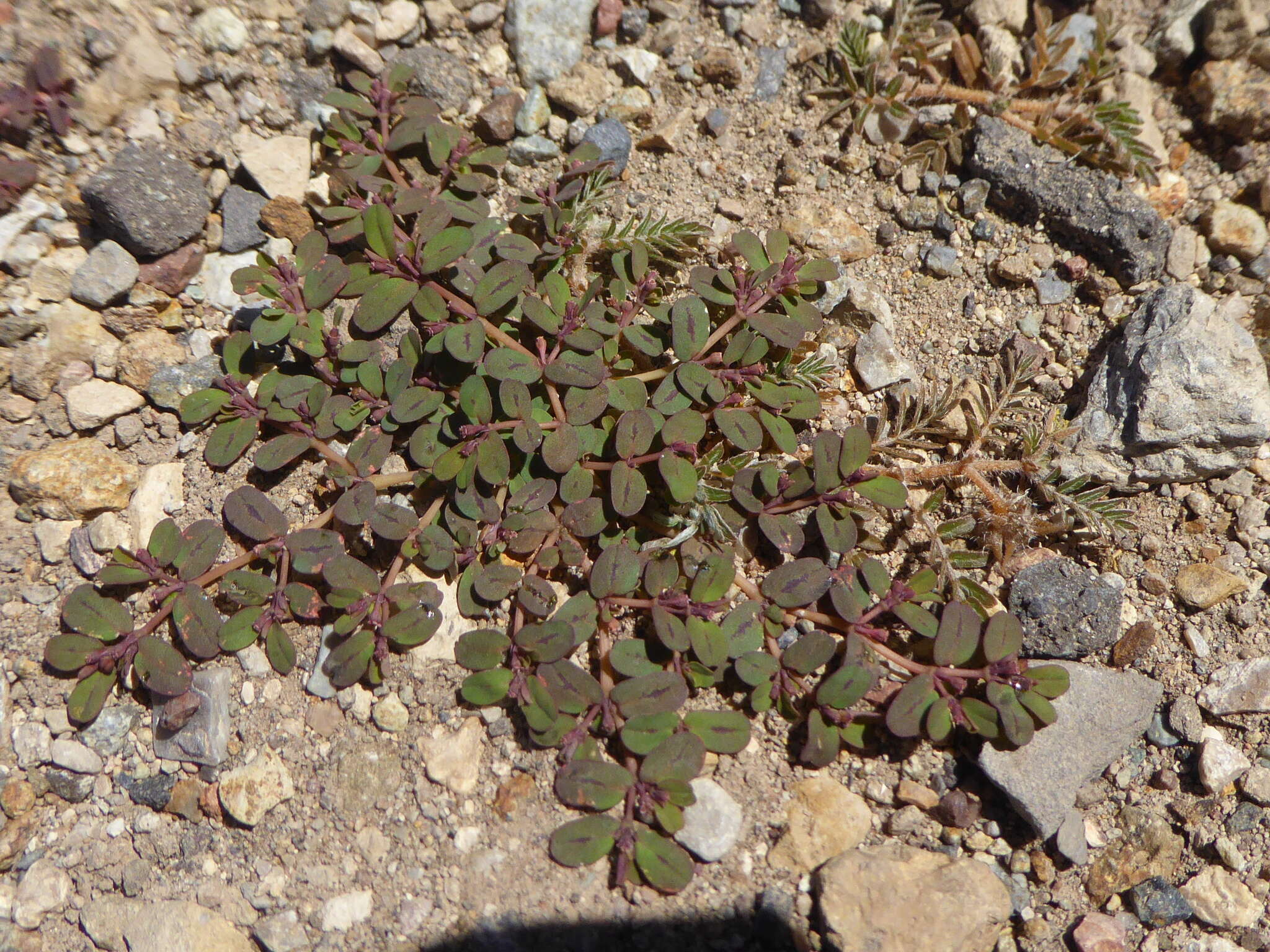 Image of Euphorbia klotzschii Oudejans