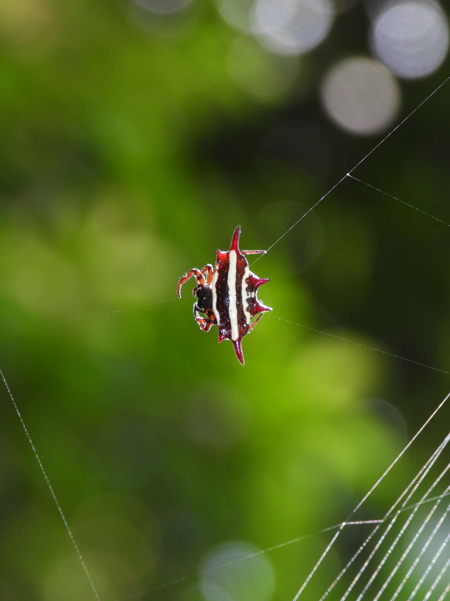 Image of Doria's Spiny Spider