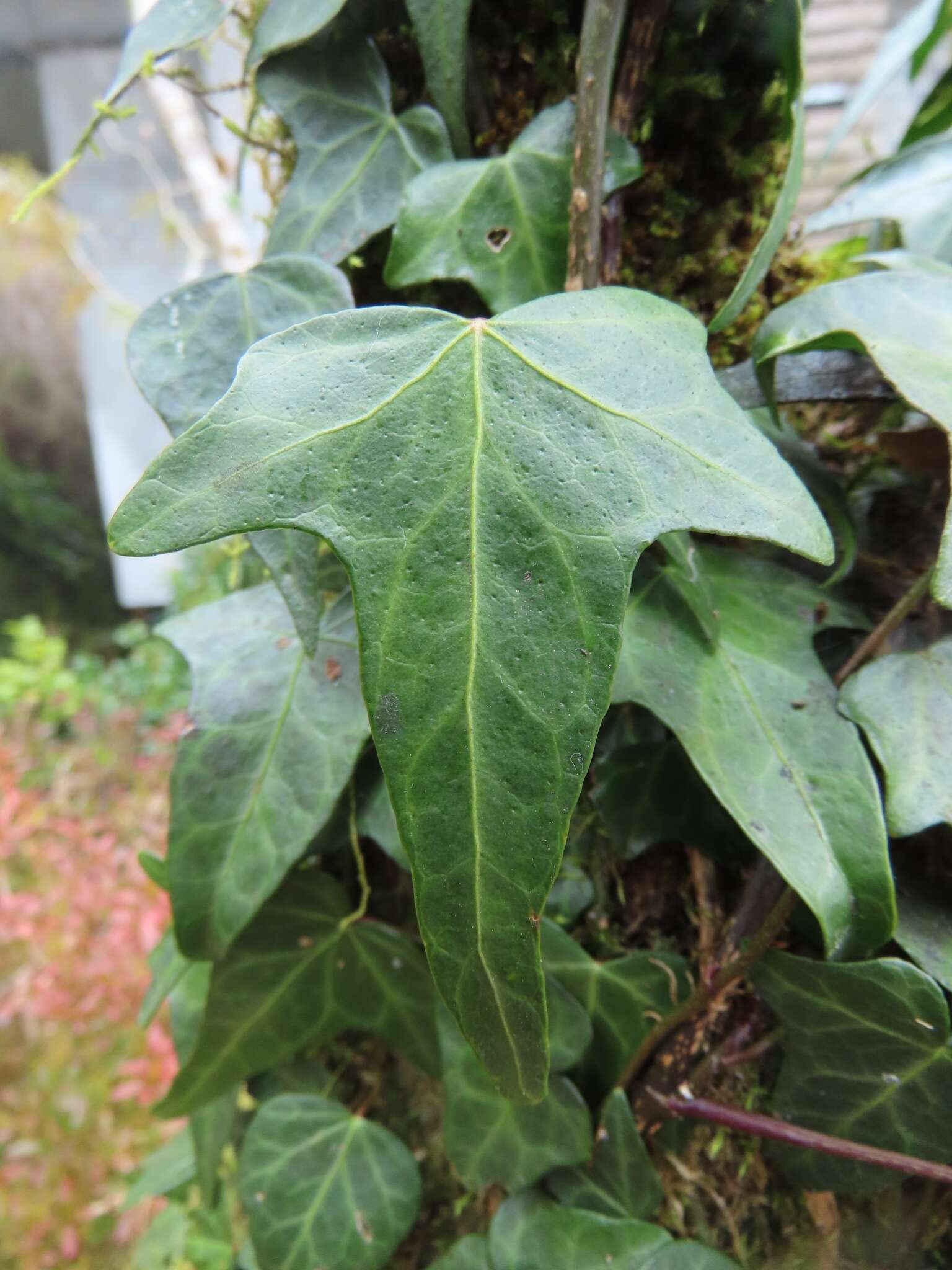 Image of Hedera rhombea (Miq.) Paul