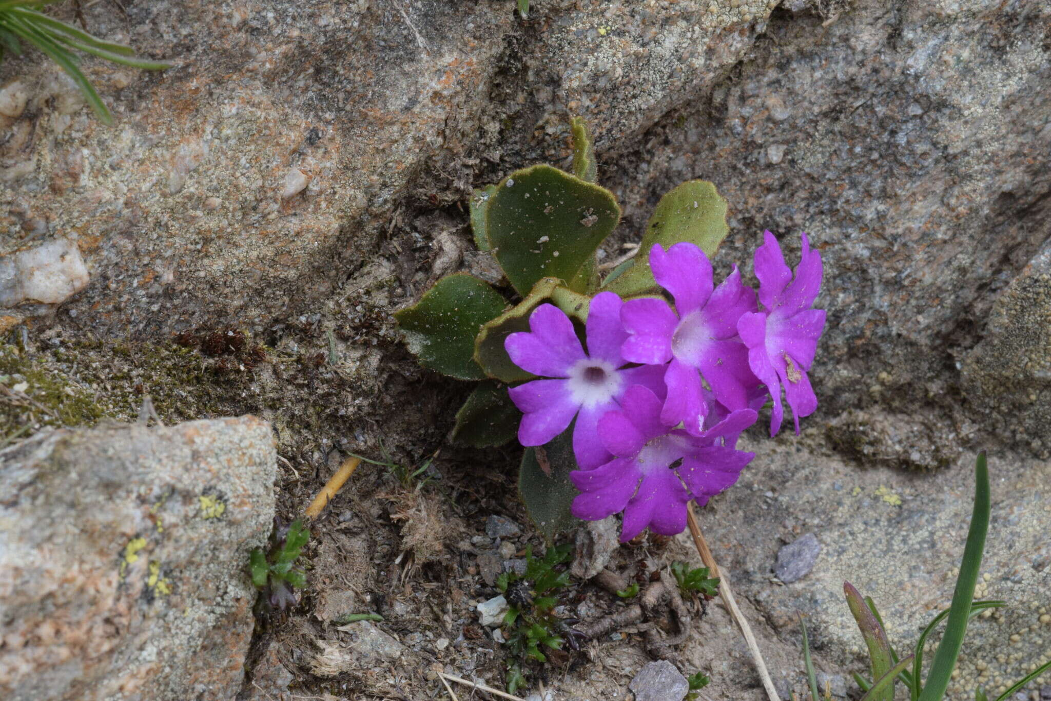 Image of Primula daonensis (Leybold) Leybold