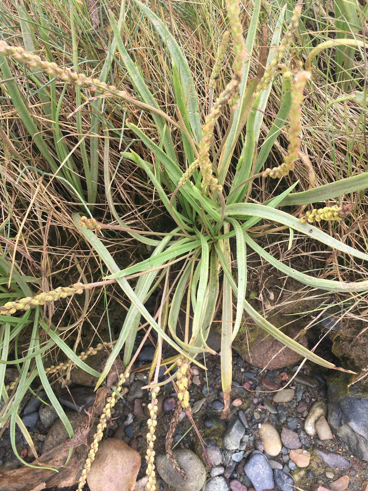 Image de Plantago maritima subsp. juncoides (Lam.) Hulten