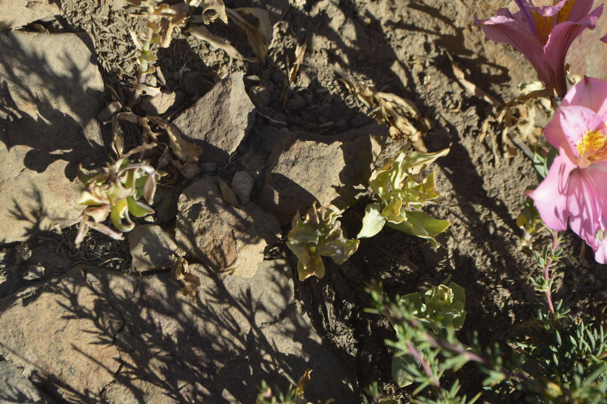 Image of Alstroemeria exserens Meyen