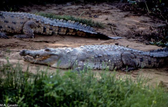 Image of Orinoco Crocodile