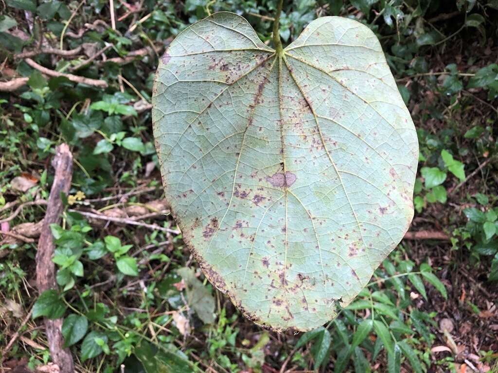 Image of Legnephora moorei (F. Müll.) Miers