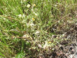 Image of field marigold