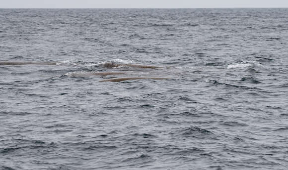 Image of giant beaked whale