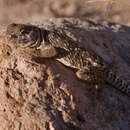 Image of Crotaphytus collaris fuscus Ingram & Tanner 1971