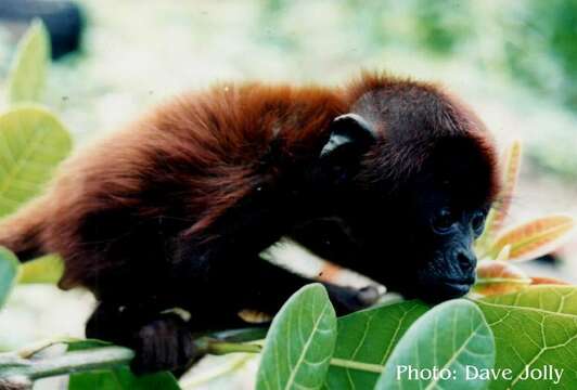 Image of Alouatta seniculus puruensis Lönnberg 1941