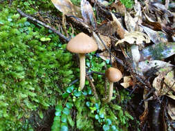 Image of Entoloma latericolor E. Horak 1976