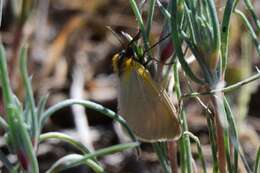 صورة Heliothea iliensis Alphéraky 1883