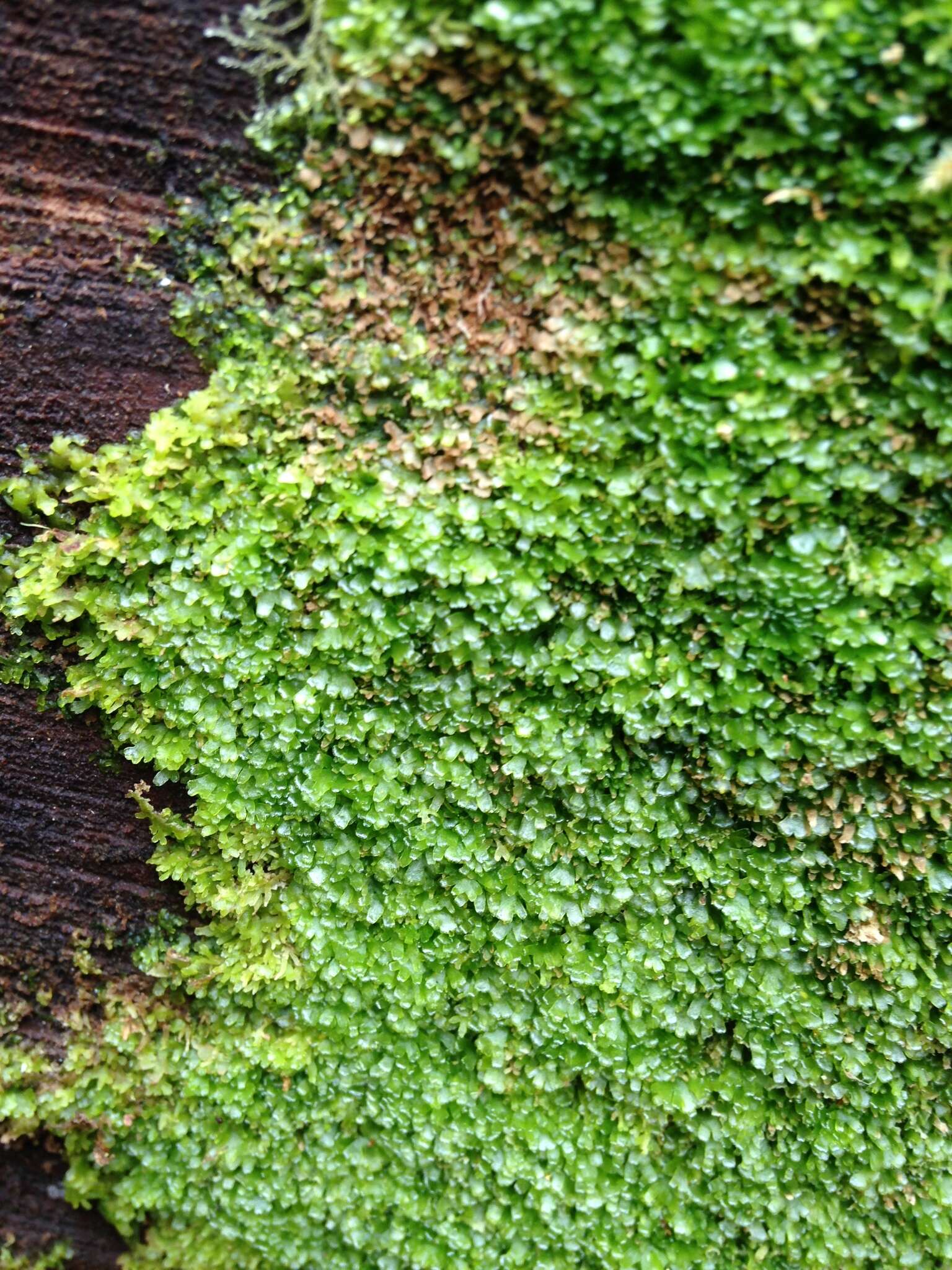 Image of Bog Germanderwort