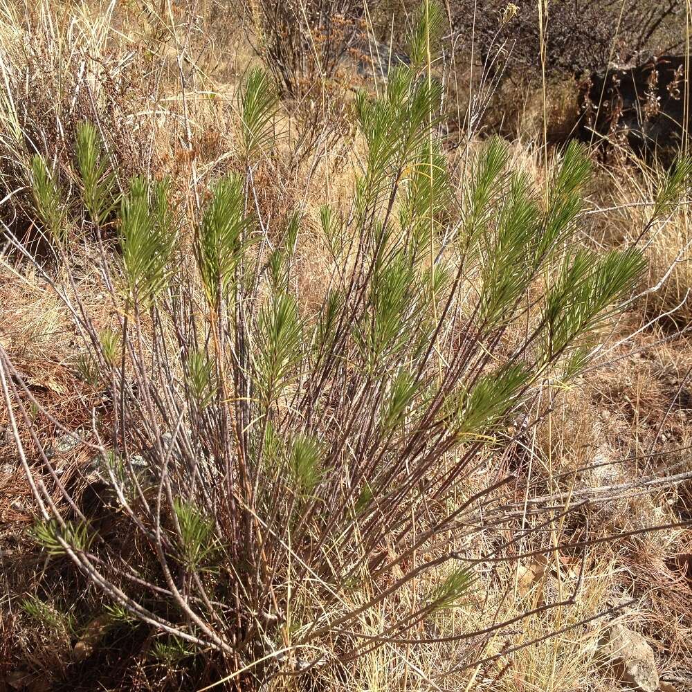 Image of pineneedle milkweed