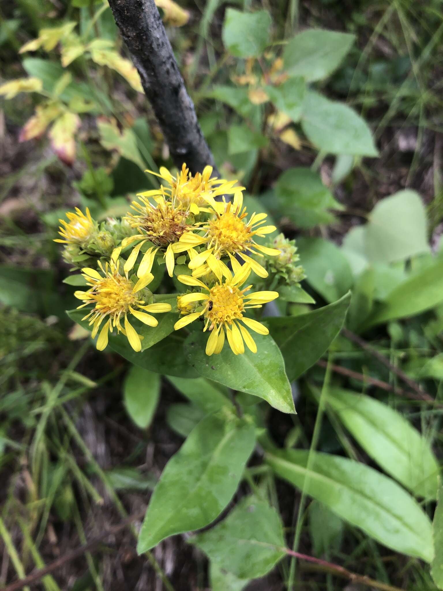 Image of Parry's goldenrod