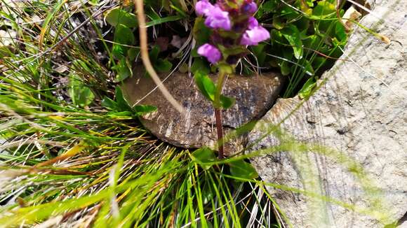 Image of Aleutian selfheal