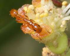 Tetraponera emeryi (Forel 1911) resmi