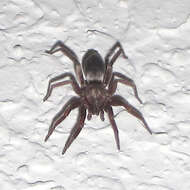 Image of Ground spider