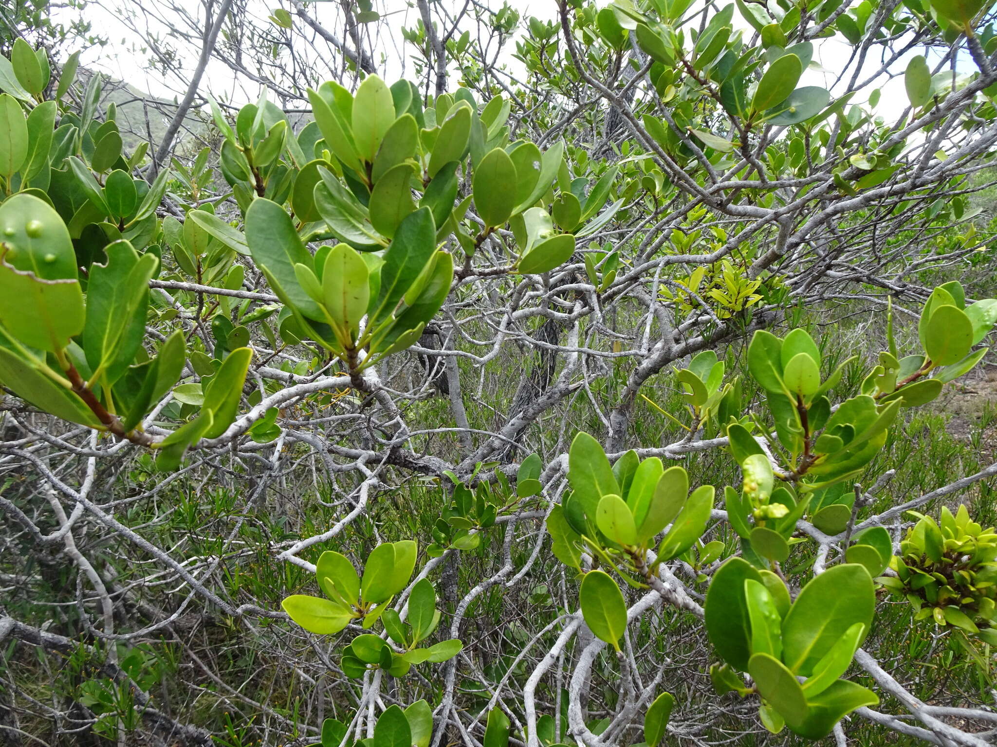 Image of Atractocarpus rotundifolius Guillaumin