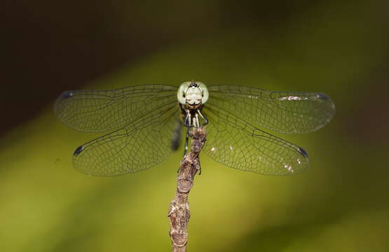 Image of Common Archtail