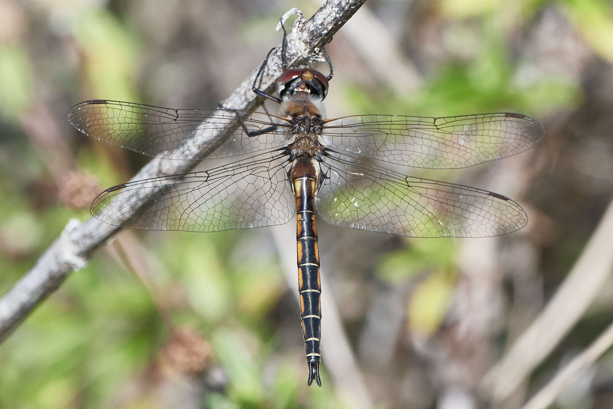 Image of Florida Baskettail