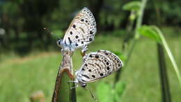 Image of African babul blue