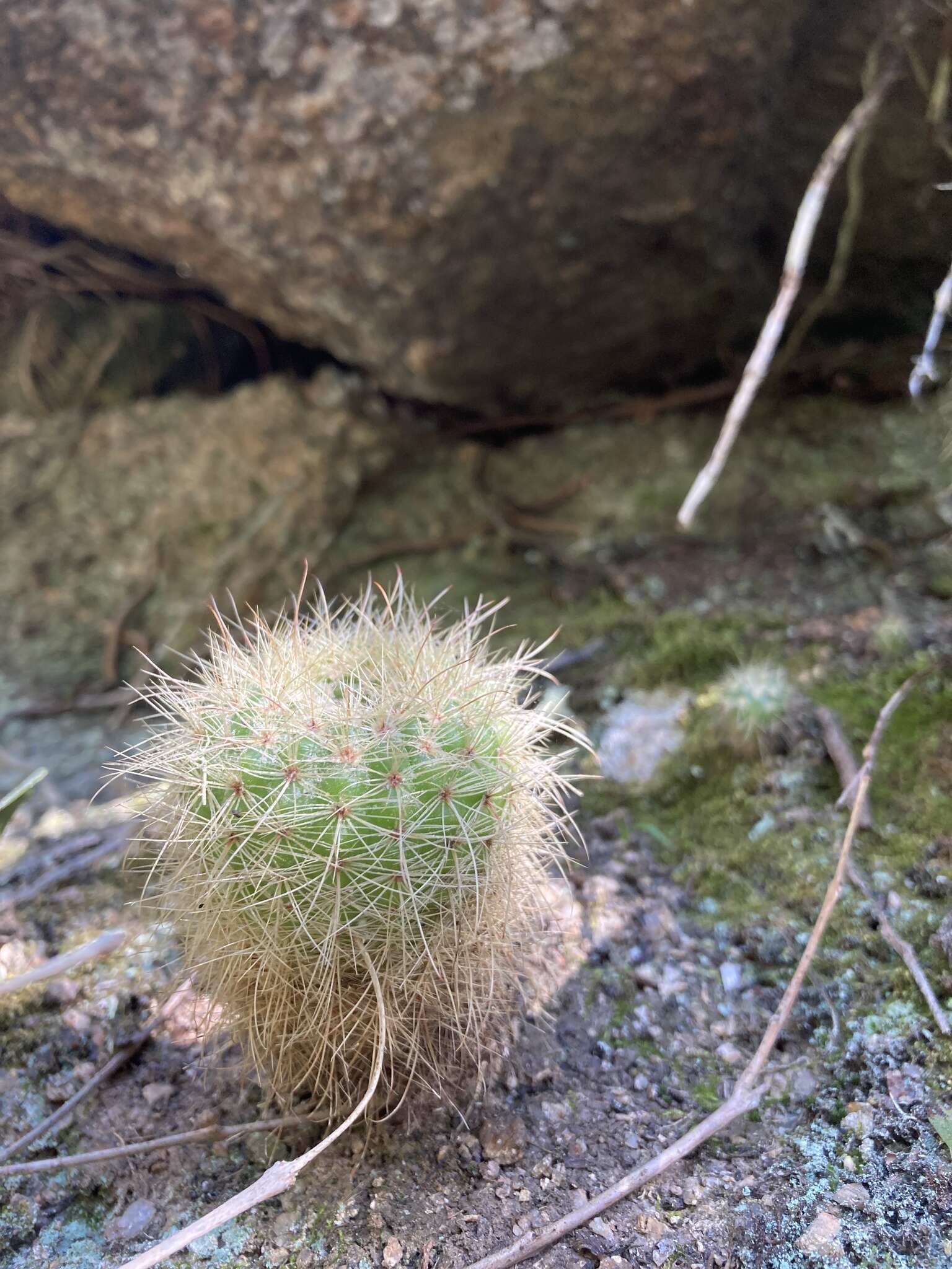 Image of Cactus