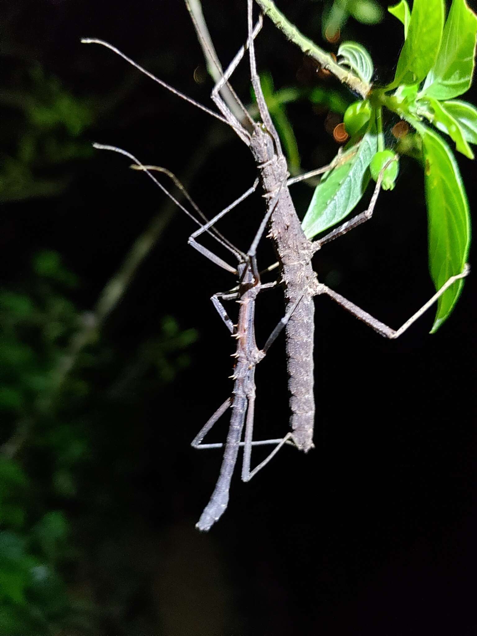 Image of Neohirasea hongkongensis Brock & Seow-Choen 2000