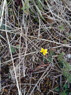 Image of Bidens triplinervia Kunth