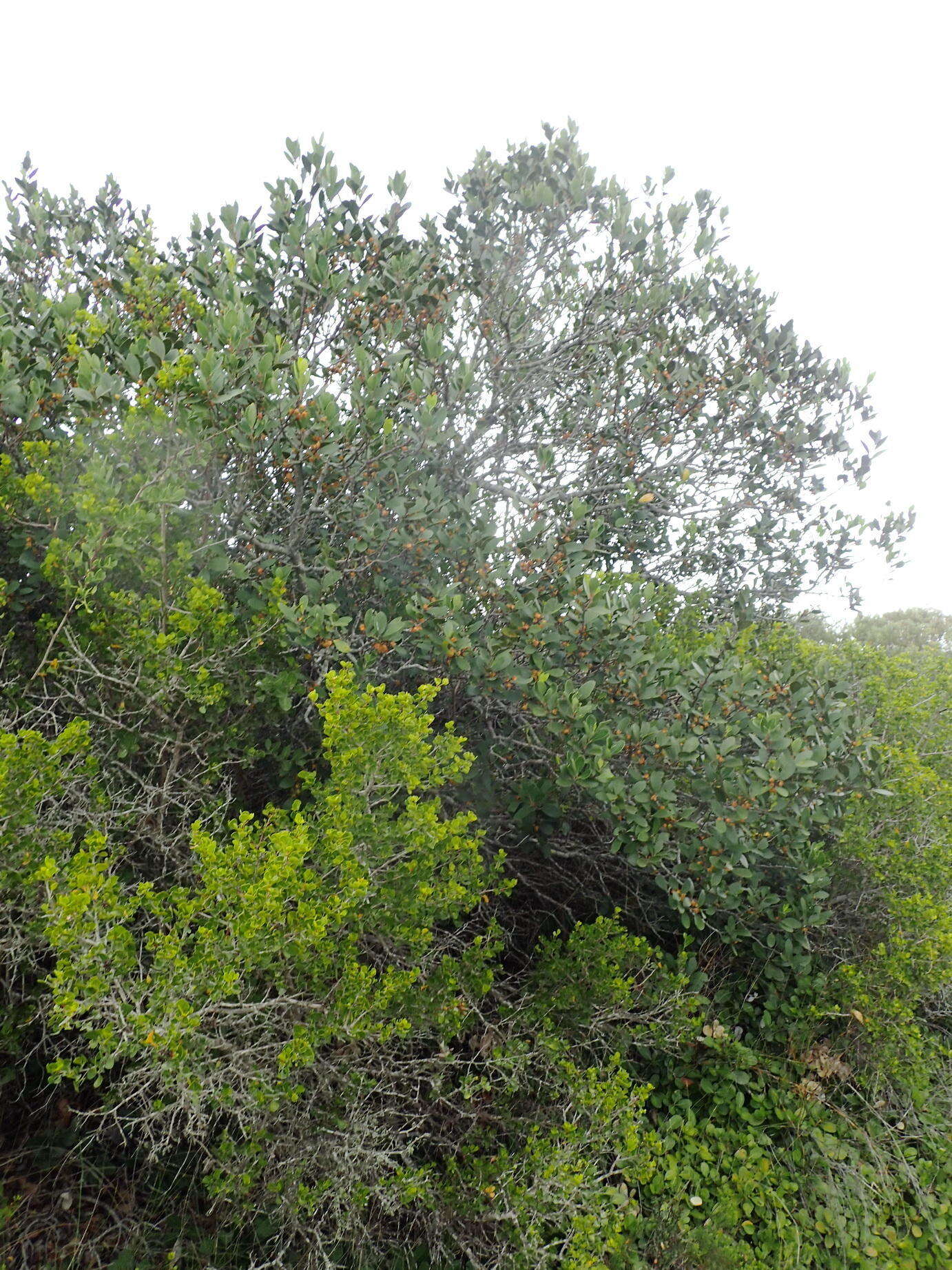 Plancia ëd Pterocelastrus tricuspidatus (Lam.) Walp.