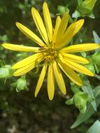 Image de Silphium asteriscus var. trifoliatum (L.) J. A. Clevinger