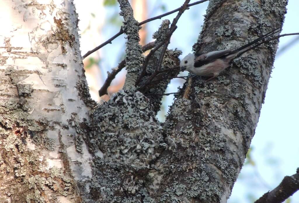 صورة Aegithalos caudatus caudatus (Linnaeus 1758)