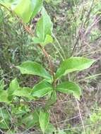 Image of Climbing-Dogbane