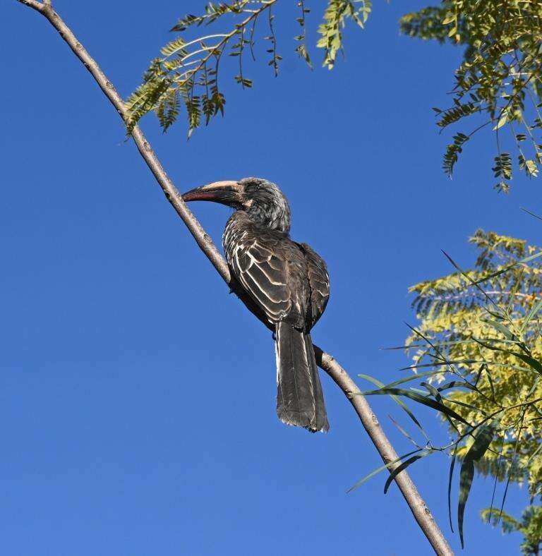 Image of Hemprich's Hornbill