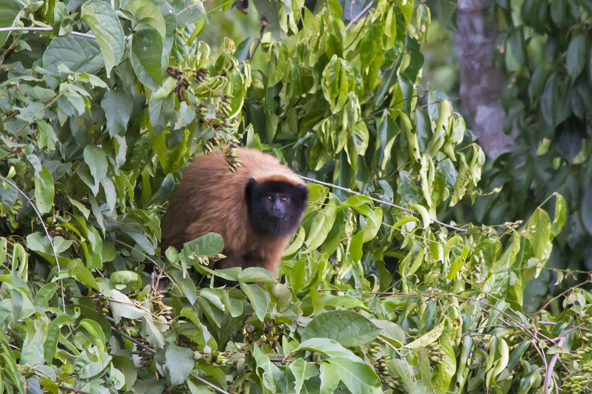 Image of Atlantic Titi