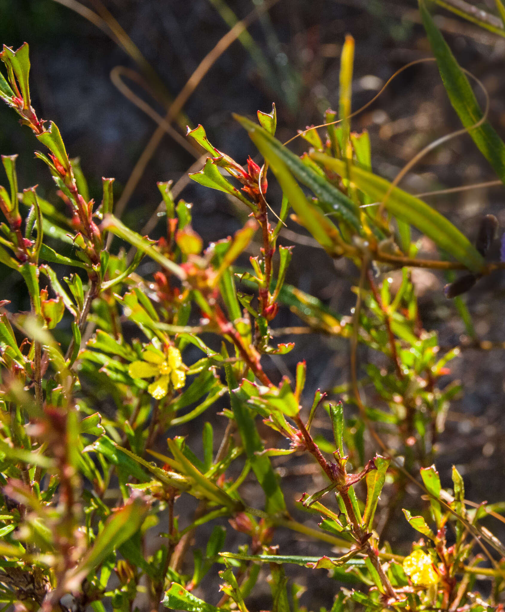 Image of Hibbertia racemosa (Endl.) Gilg