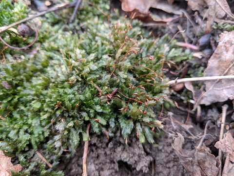 Image of fissidens moss