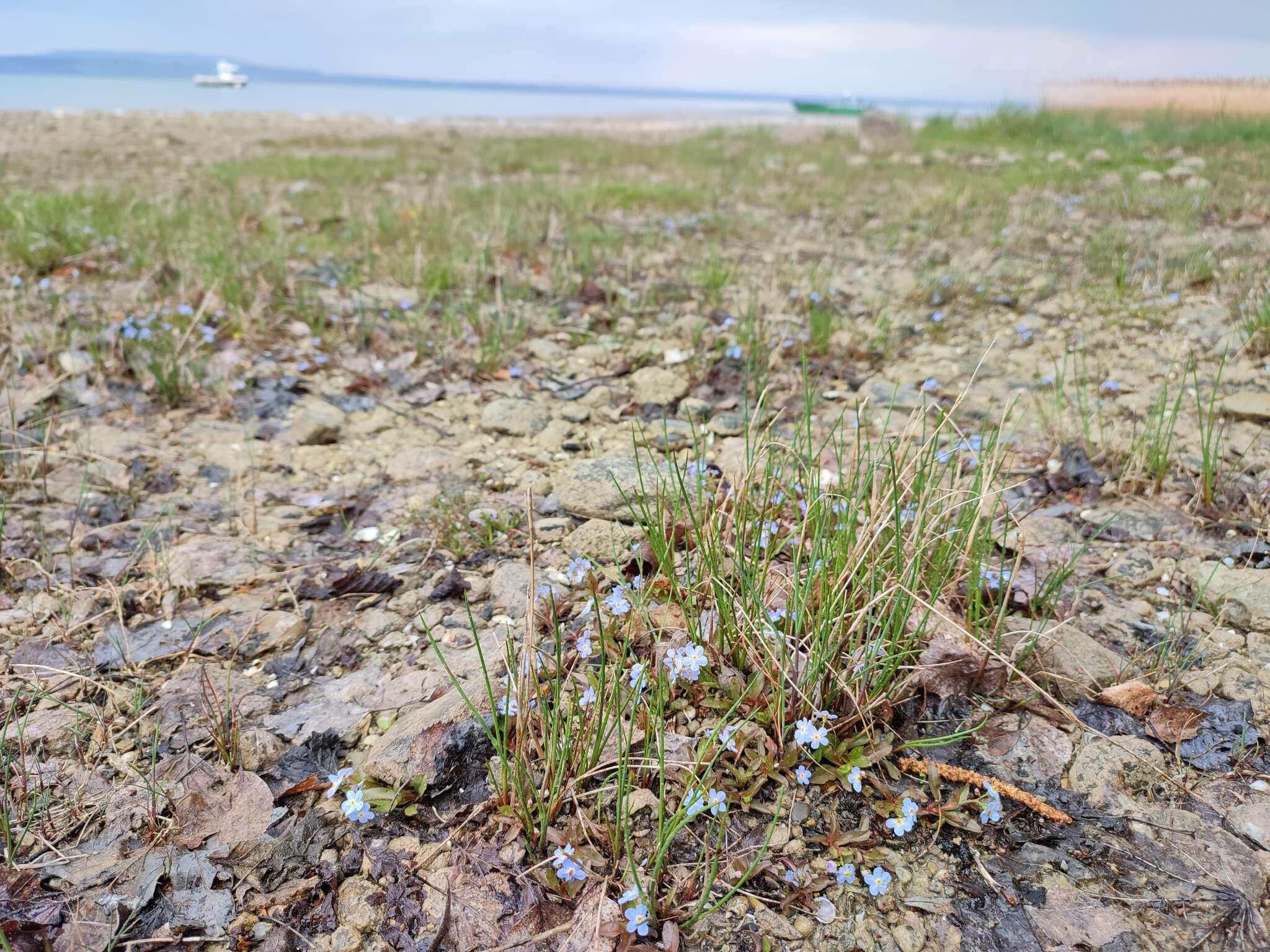 Image of Myosotis rehsteineri Warten.